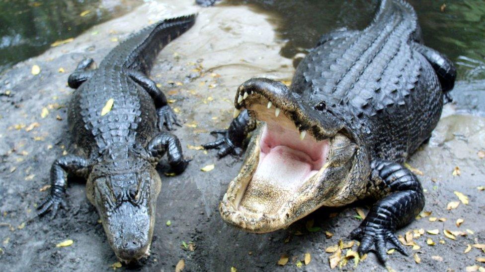 alligators