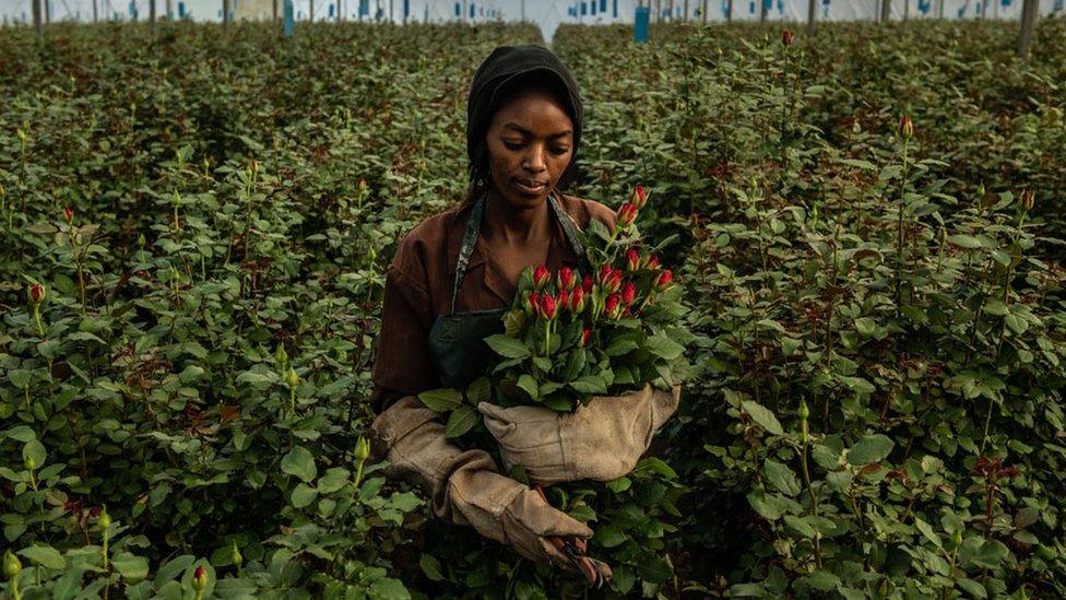 A woman picks roses at a greenhouse in Kenya