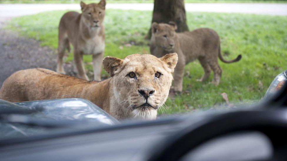 Lioness at Knowsley Safari