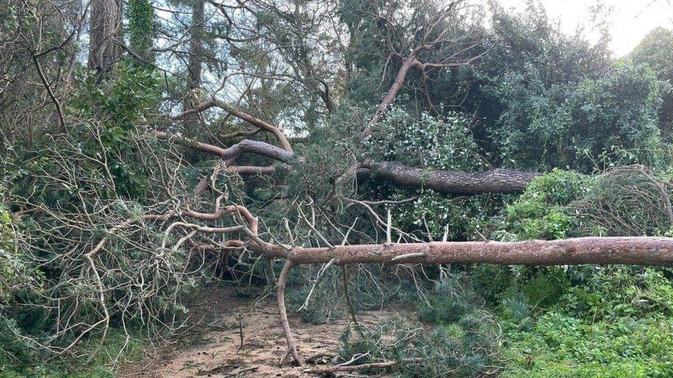 Railway walk blocked by trees