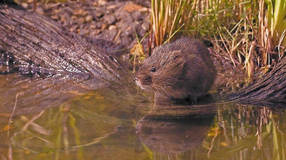 Water vole