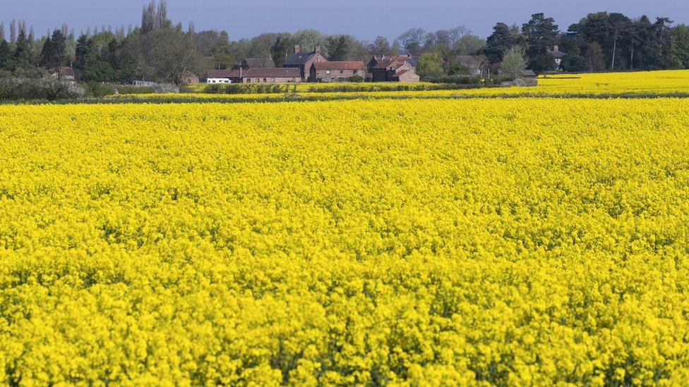 A rapeseed field near Skirpenbeck in Yorkshire