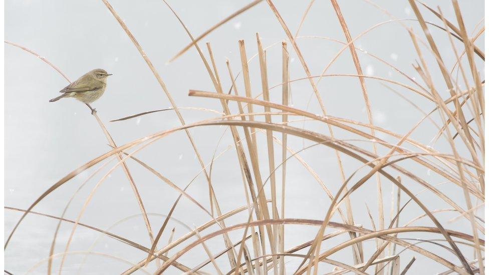 A chiffchaff balances on some reeds