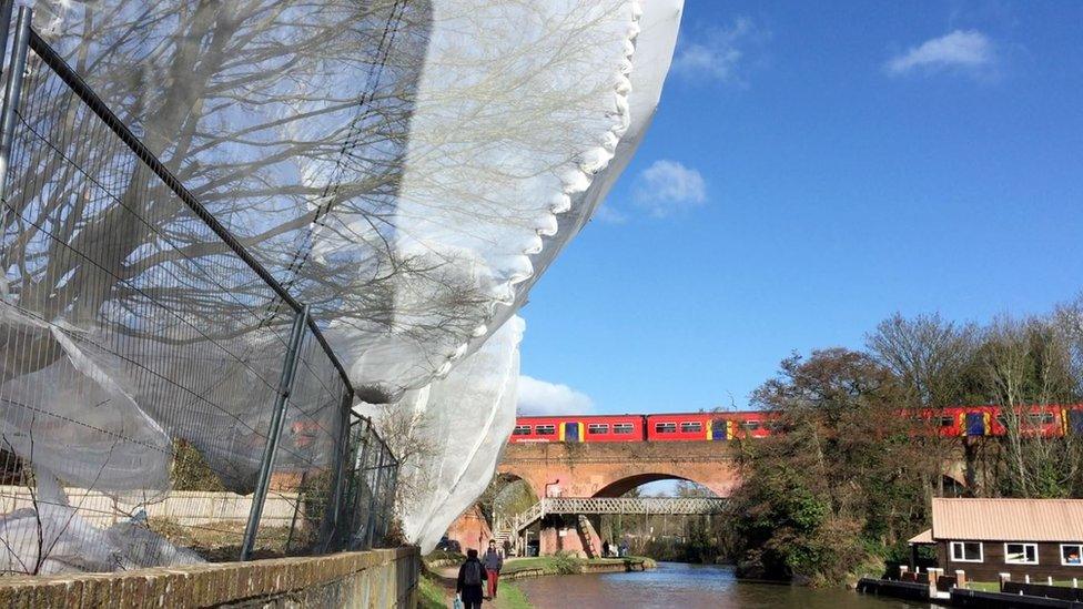 Netted trees in Guildford