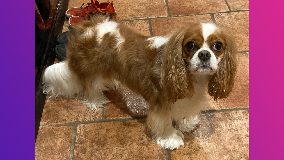 A picture of a Cavalier King Charles Spaniel