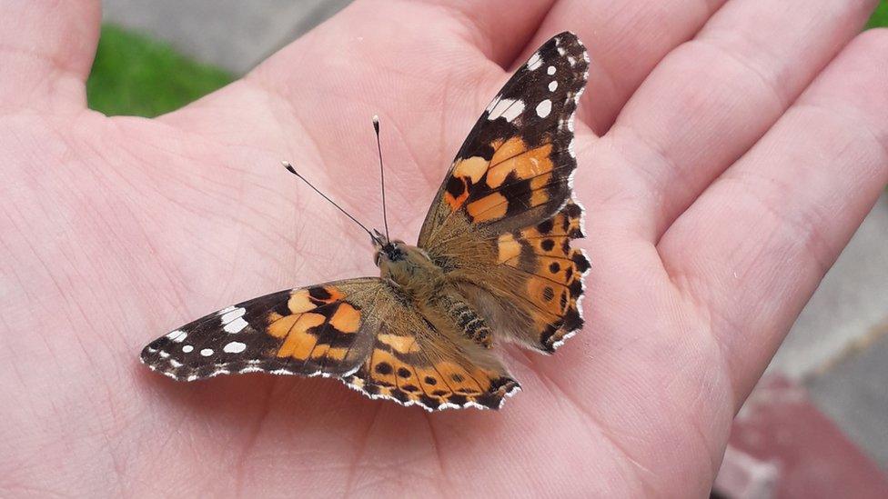 Painted lady butterfly