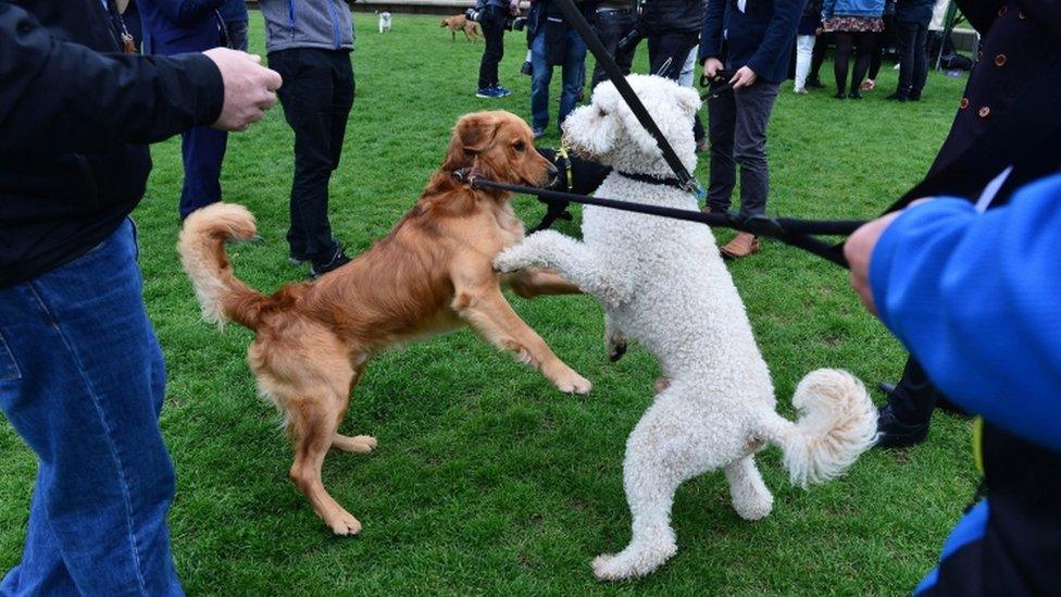 dogs jumping