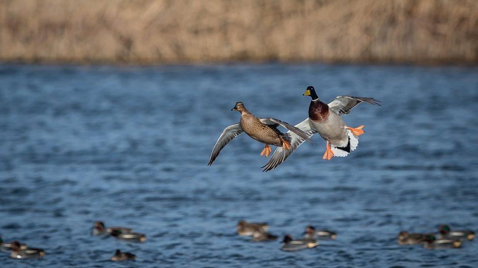 Mallards at Otmoor