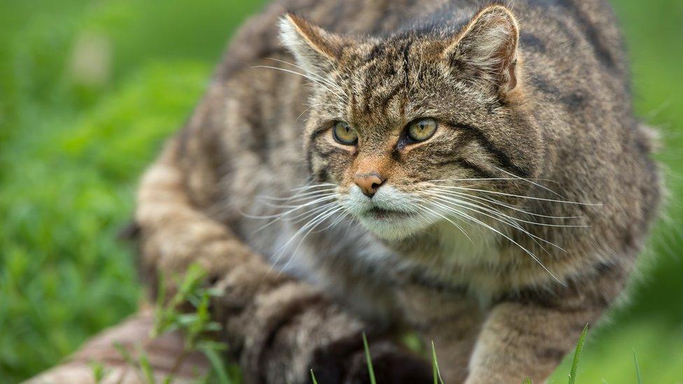 Scottish-wild-cat