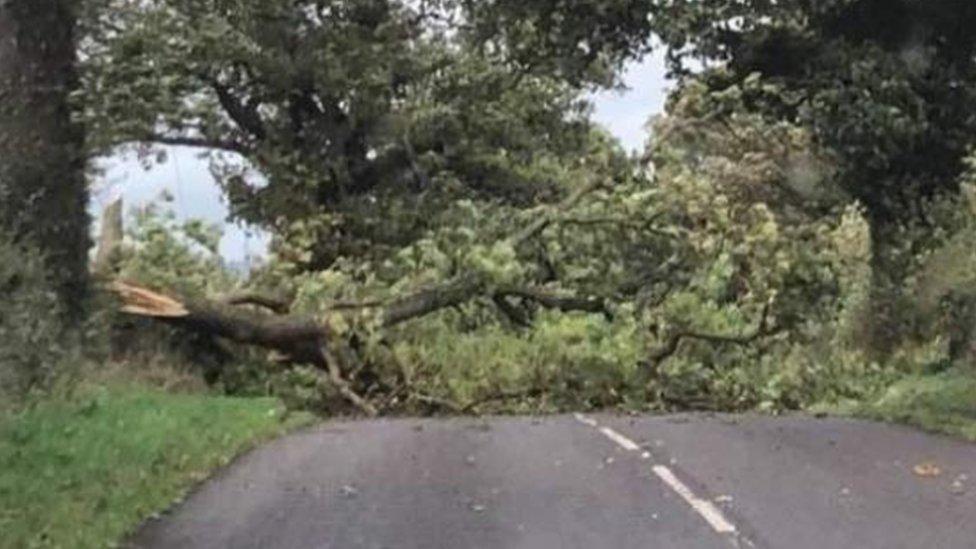 A tree has fallen across the road in Staffordshire brought down by Storm Callum