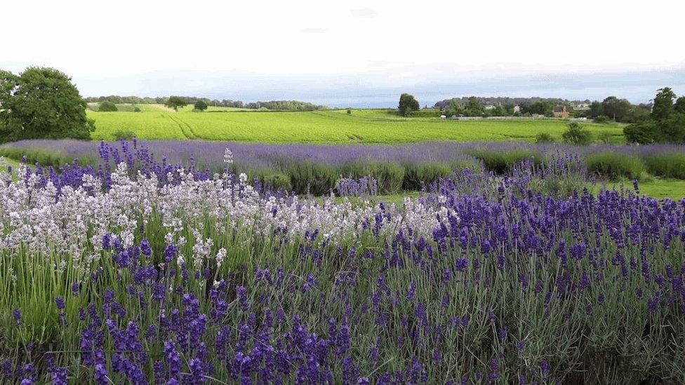 Lavender fields