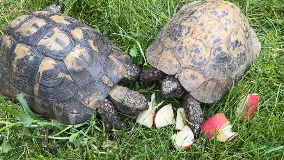 Twin and Joey live together in Knebworth, Hertfordshire