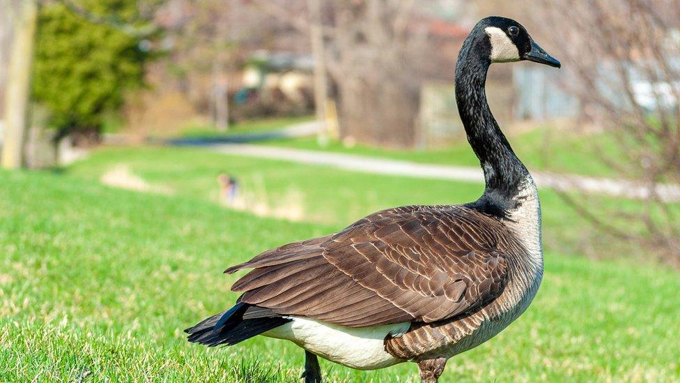 Canada goose