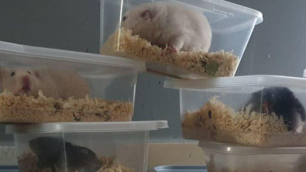 Hamsters