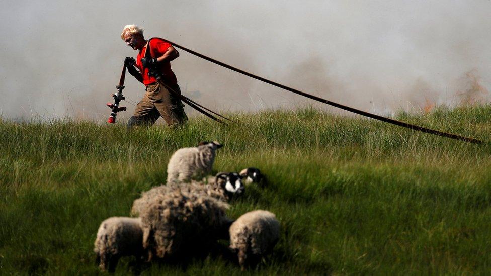 Fireman drags hose with a herd of sheep in the foreground