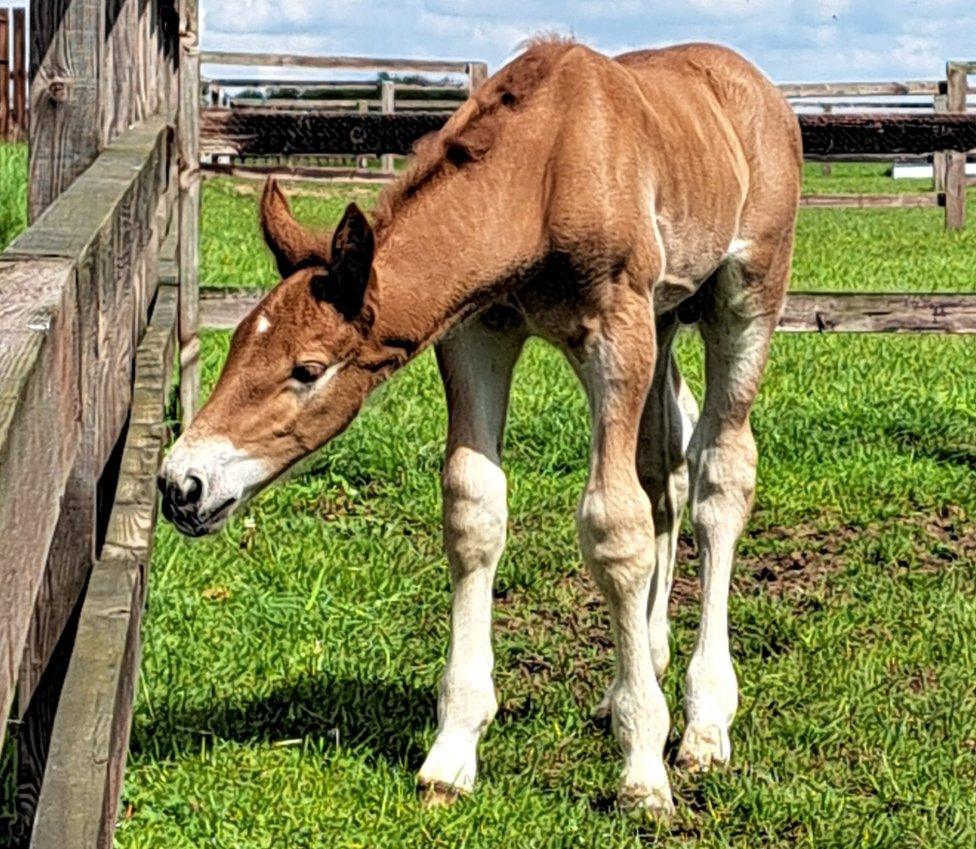 Foal Dazzling King Charles