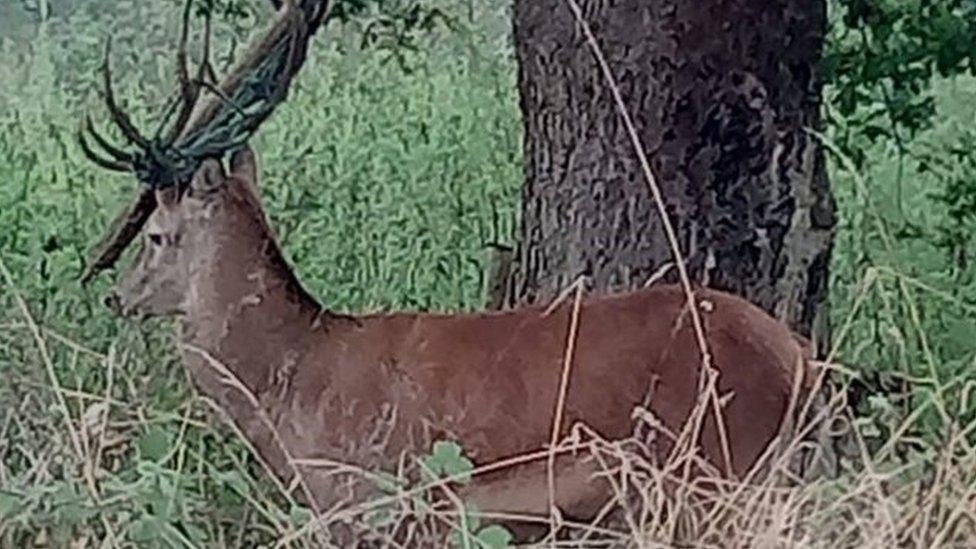 Trapped deer in Leavenheath