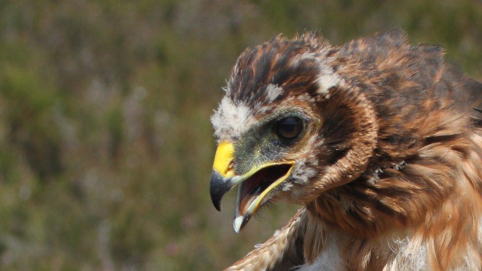 Missing hen harrier Athena