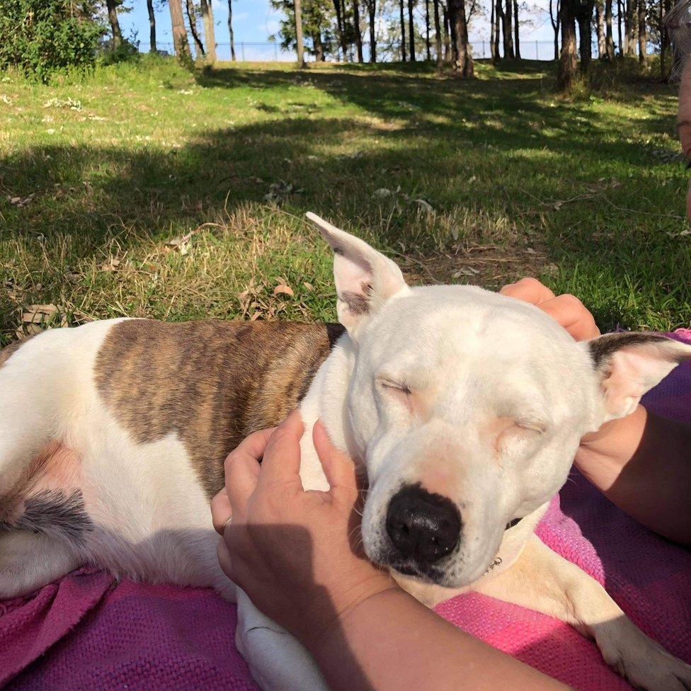 Libby the dog enjoying the sunshine.