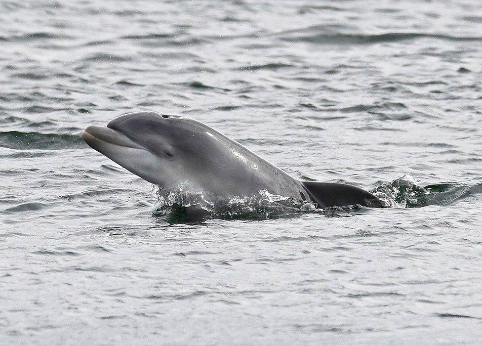 Bottlenose dolphin in Moray Firth