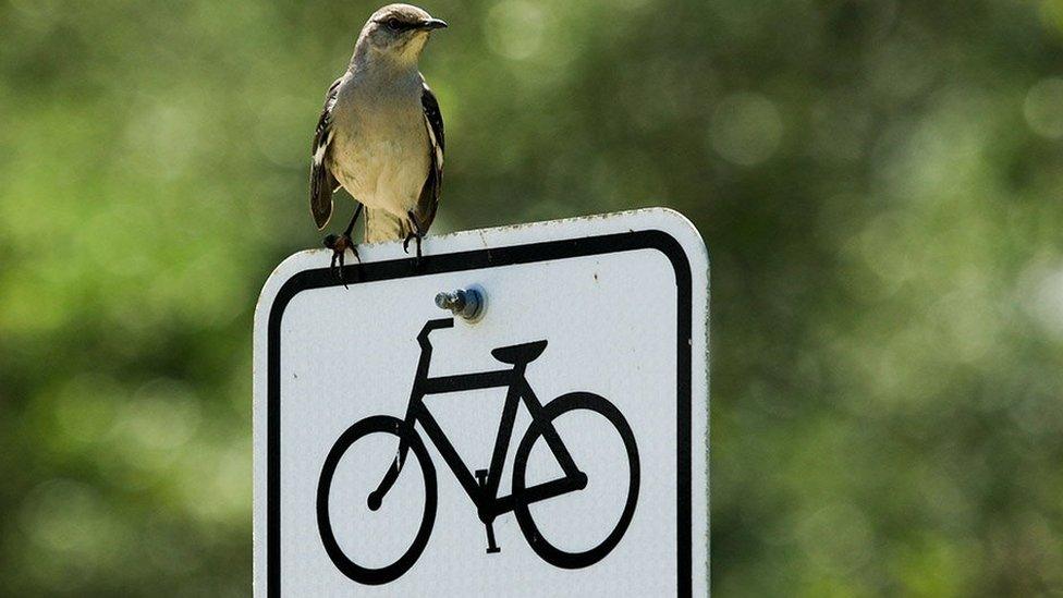 A bird perched on a sign