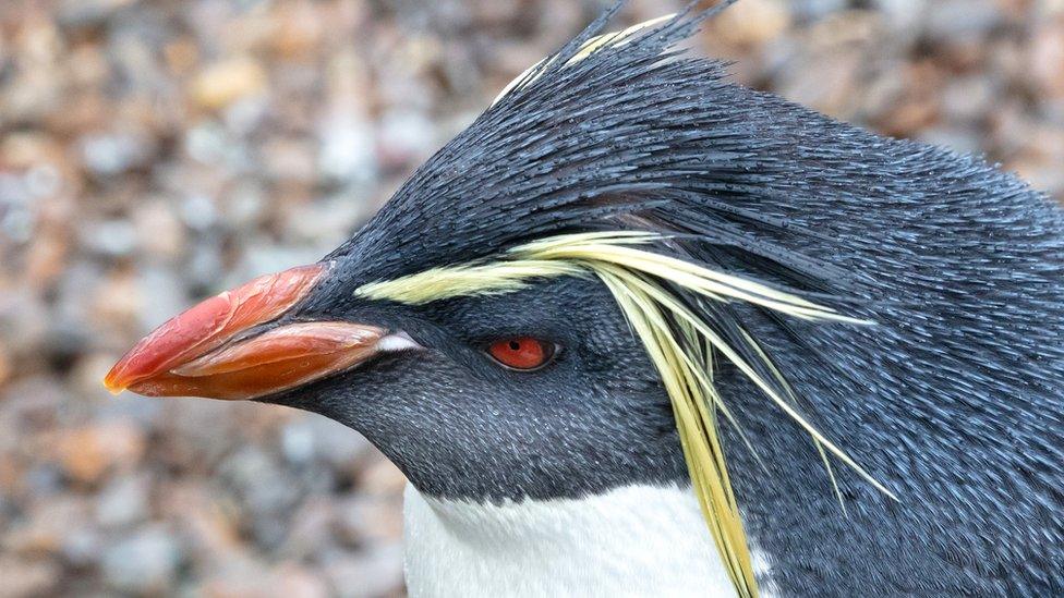 Northern rockhopper penguin