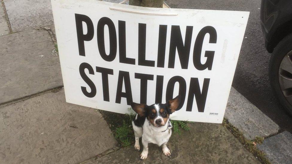 Dog outside polling station