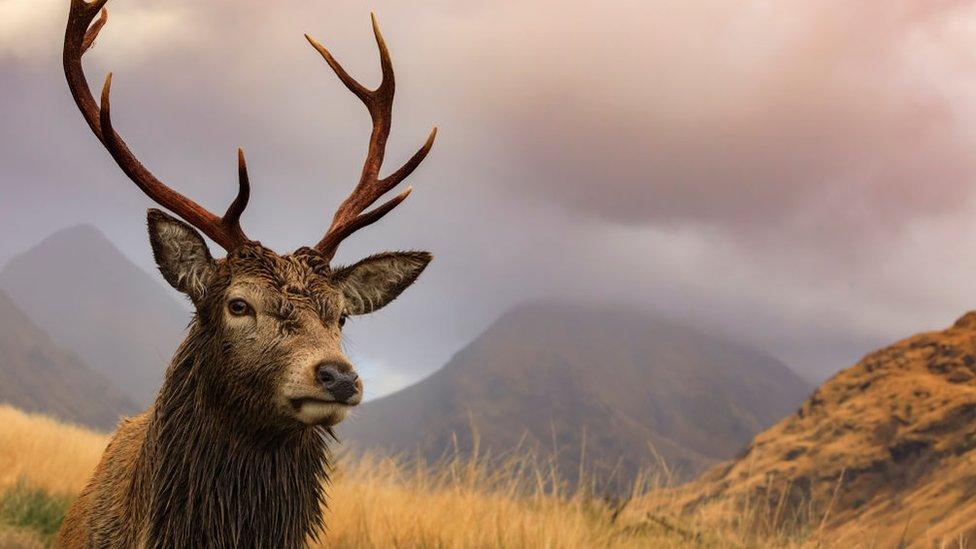 Red deer stag