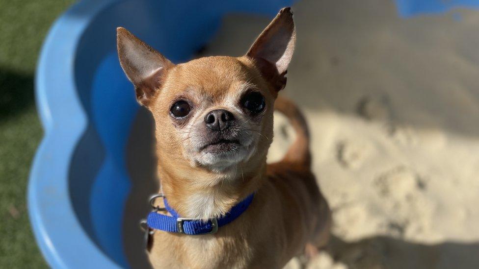 A Chihuahua in a sand pit