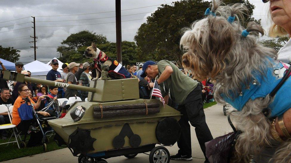 Dog dressed in costume