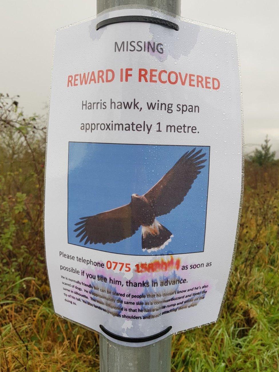 Sign offering reward for missing hawk