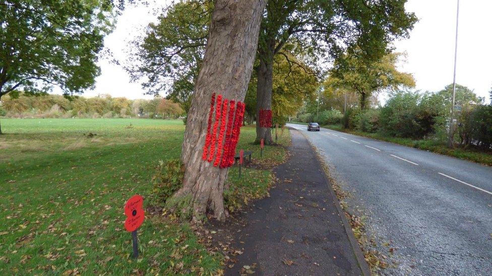 Poppies on a tree