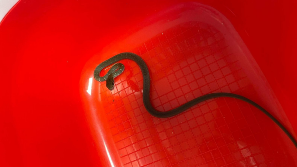 salmon bellied racer in red tub