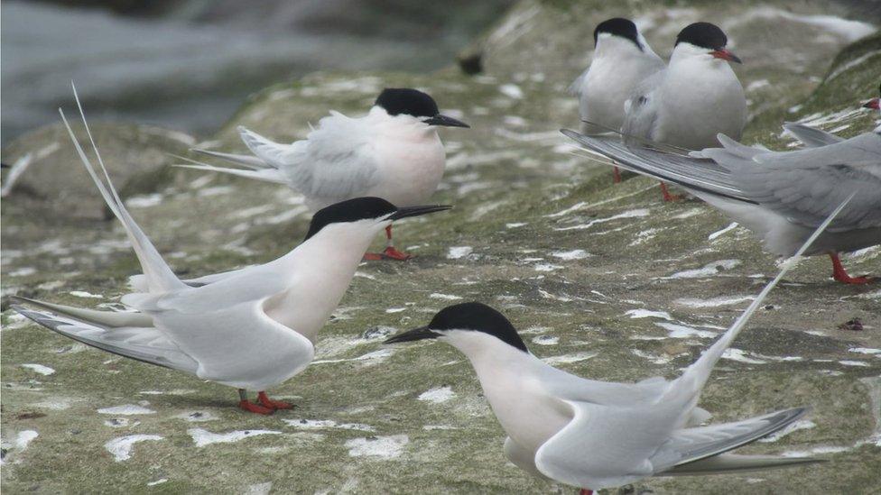 Roseate terns, Coquet Island