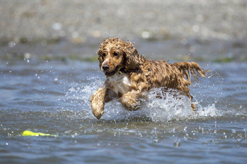 A cocker spaniel jumps into the sea at Murlough Beach near Newcastle in County Down