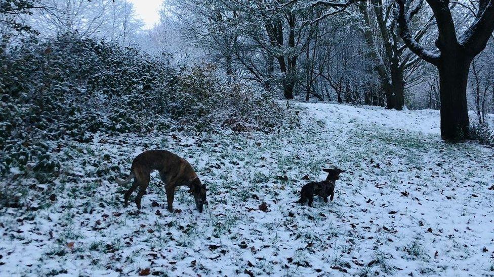 Snow in Hanham