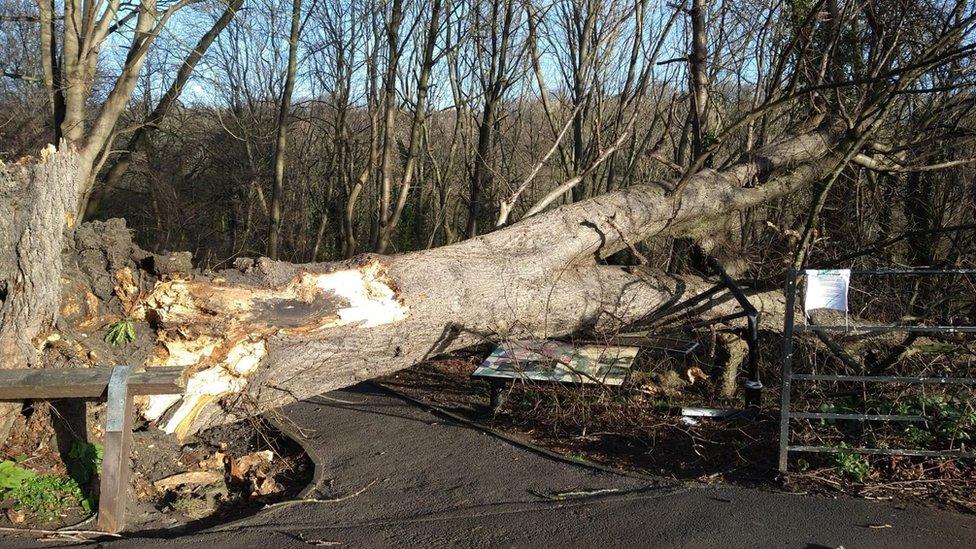 A fallen tree at Jesmond Dene