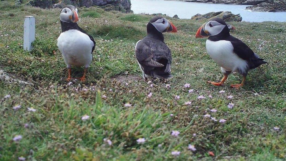 Puffins in Alderney