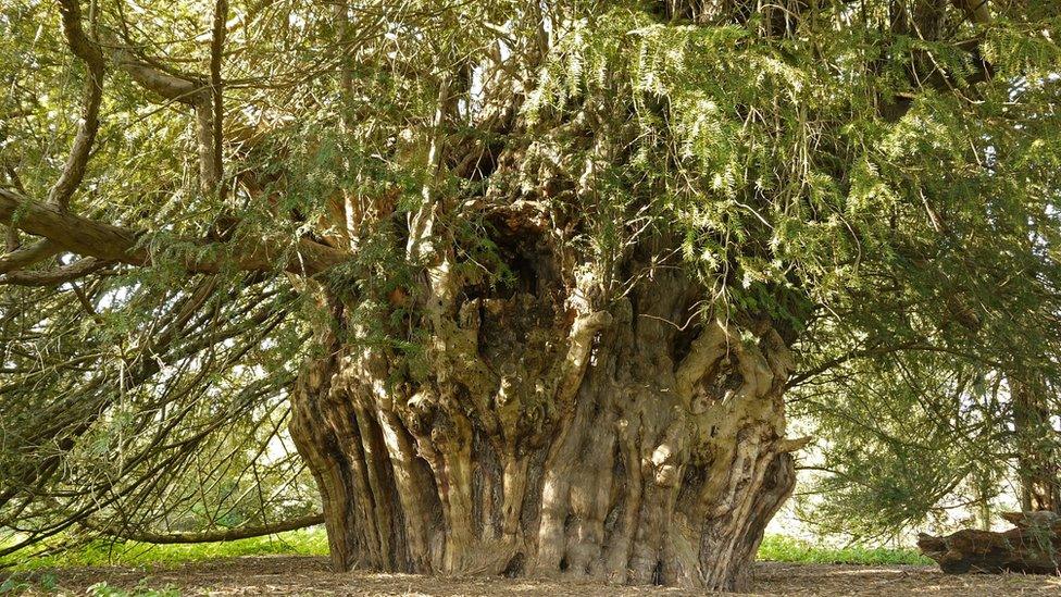 The Ankerwycke Yew, Runnymede