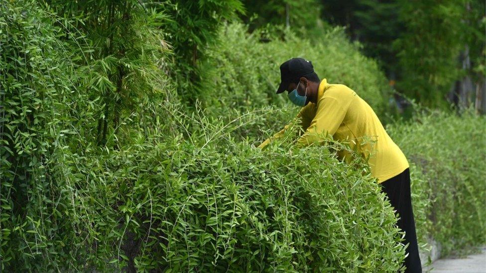 A worker trims overgrown plants in the financial business district in Singapore on June 11, 2020, as the city state eased its partial lockdown restrictions aimed at curbing the spread of the COVID-19 coronavirus.