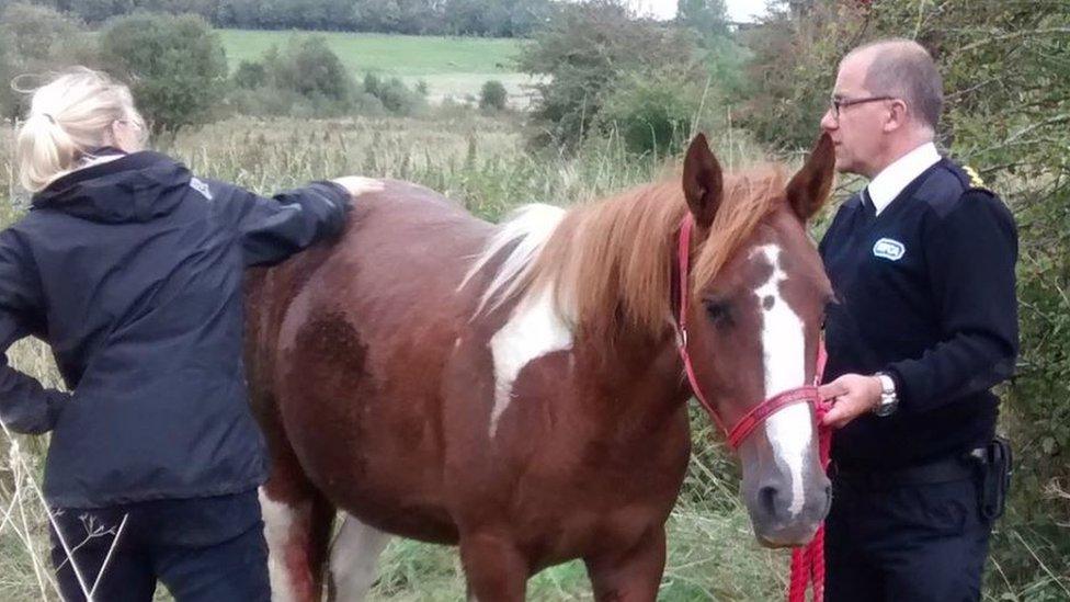 Horse after being rescued