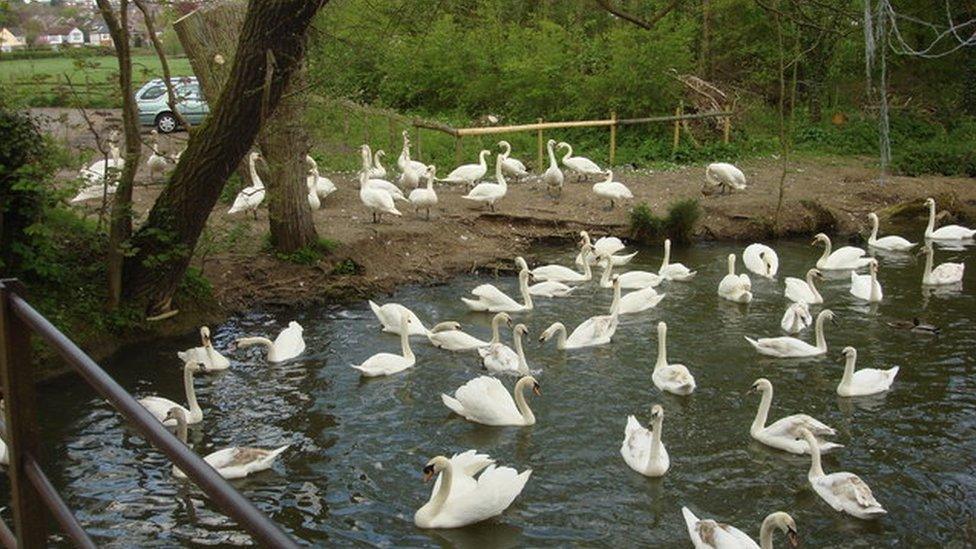 Swans in the Brundon Lane area of the River Stour at Sudbury, Suffolk