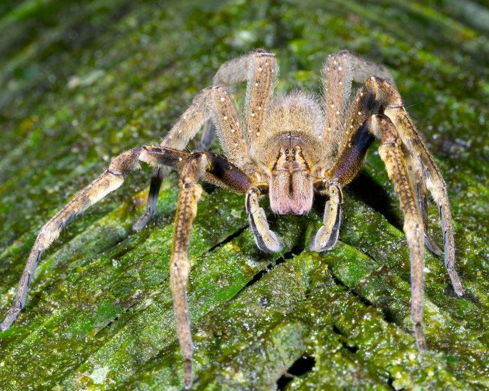 Brazilian Wandering Spider