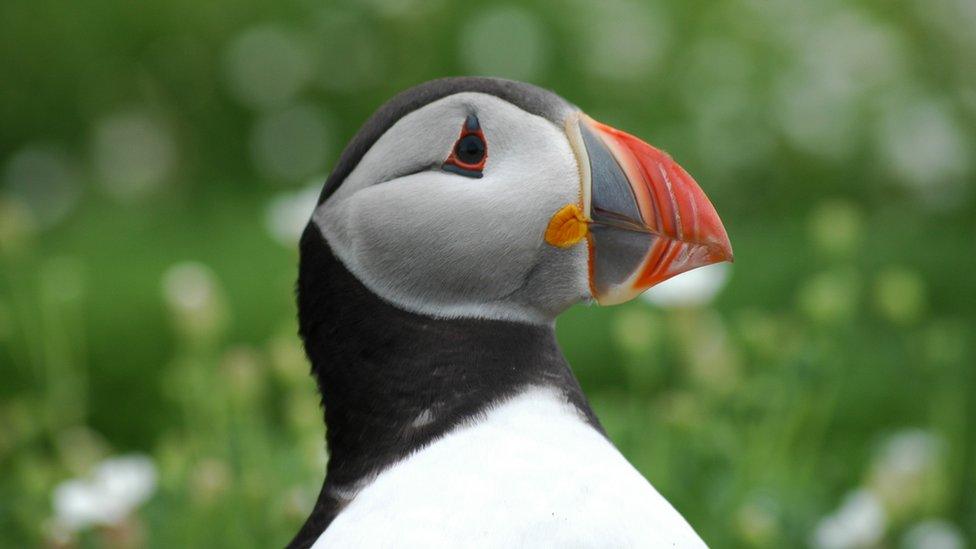 A puffin on Skomer Island