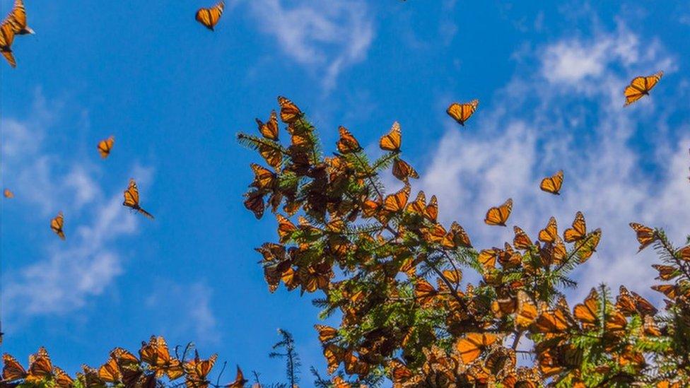 monarch butterflies