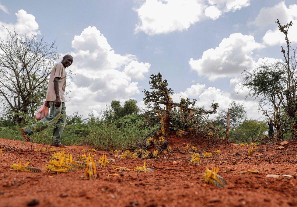 A man walks by locusts on the ground