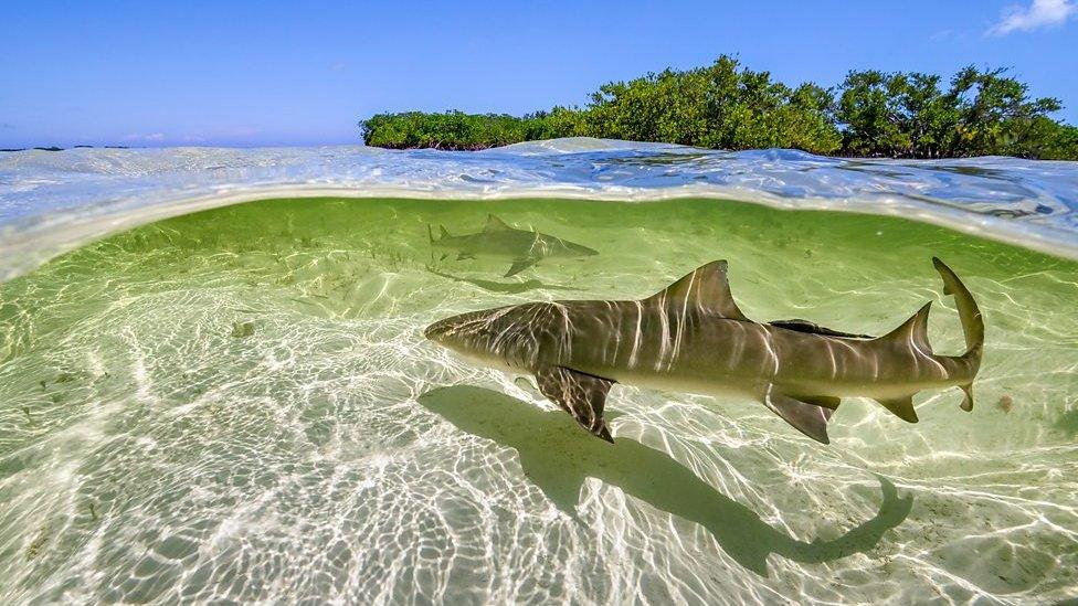 Lemon sharks swim in the shallow waters by the mangrove forests of Bimini, Bahamas