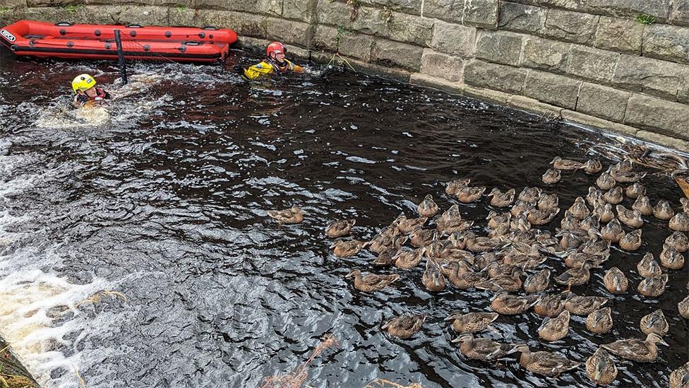 RSPCA officers Steve Wickam and Daniel Tomlinson in the water rescuing ducks