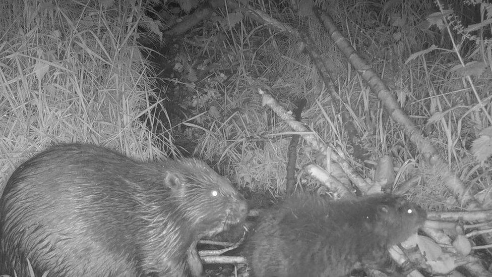 One of the adult beavers and new kits