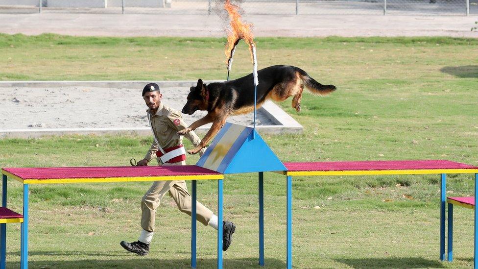 Dog training at canine centre in Islamabad